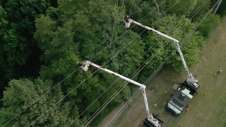 Best Root Management and Removal  in Reidsville, GA